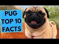 Pug Dog Breed - TOP 10 Interesting Facts
