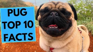 Pug Dog Breed - TOP 10 Interesting Facts