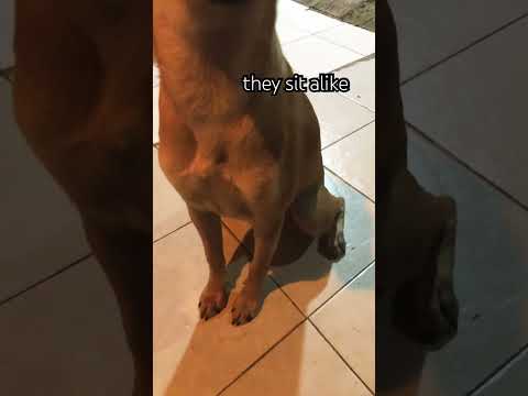 2024 They Sit Alike Shorts