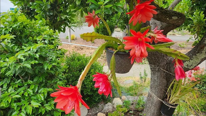 Epiphyllum or Orchid Cactus Propagation and Care - DayDayNews