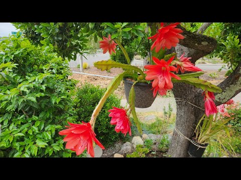 Epiphyllum Or Orchid Cactus Propagation And Care