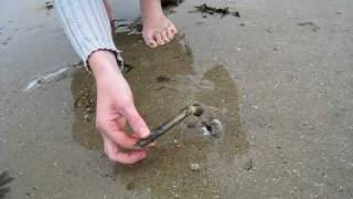 La pêche au couteau (coquillage)