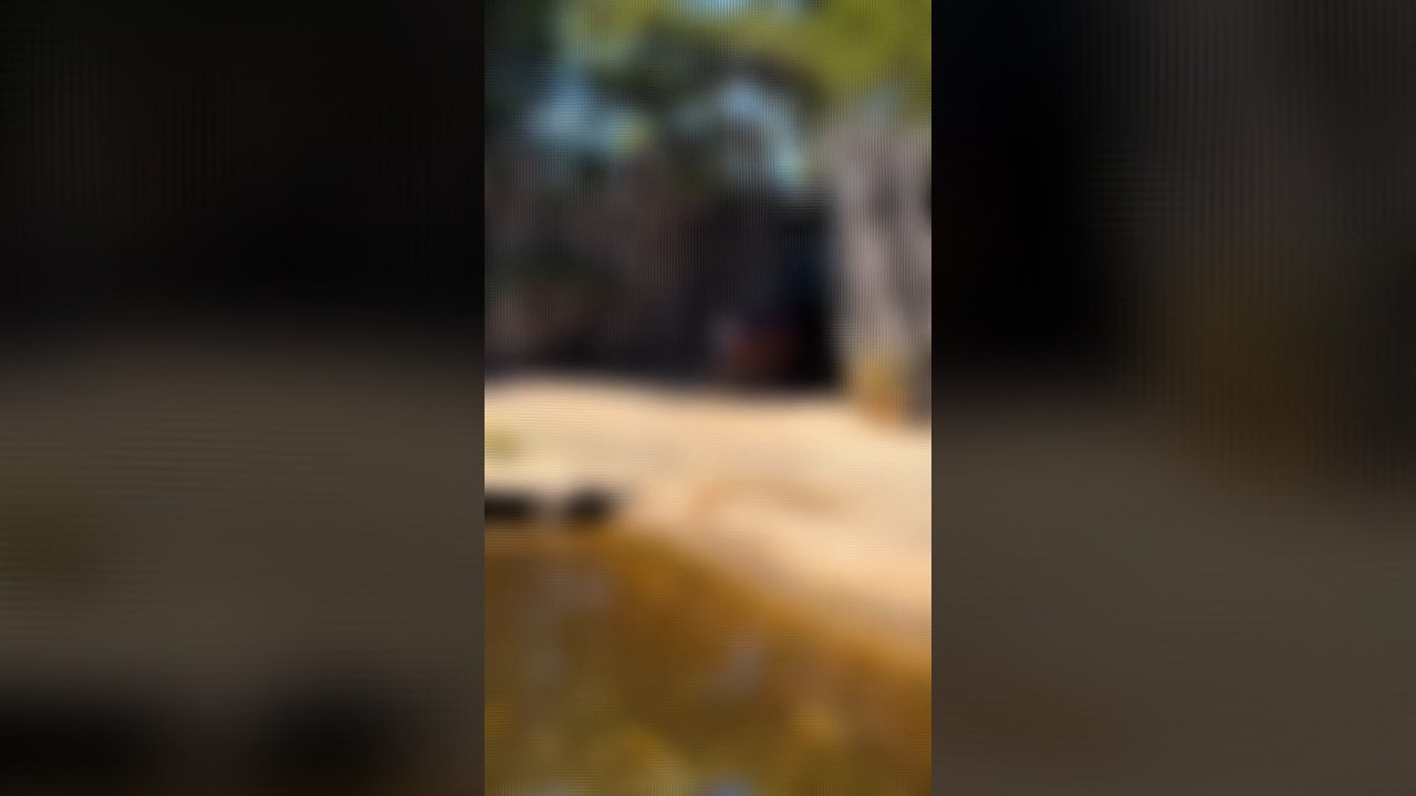 5 Animals You Should NEVER Mess With 😱