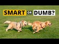 Are Golden Retrievers Smarter than other Dogs (EXPLAINED)