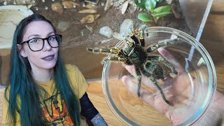 IS THIS BETTER?!.. Tarantula Enclosure *FROM 2018* gets a 2024 GLOW UP for Pikachu - G pulchripes by tarantula kat 16,117 views 1 month ago 10 minutes, 1 second