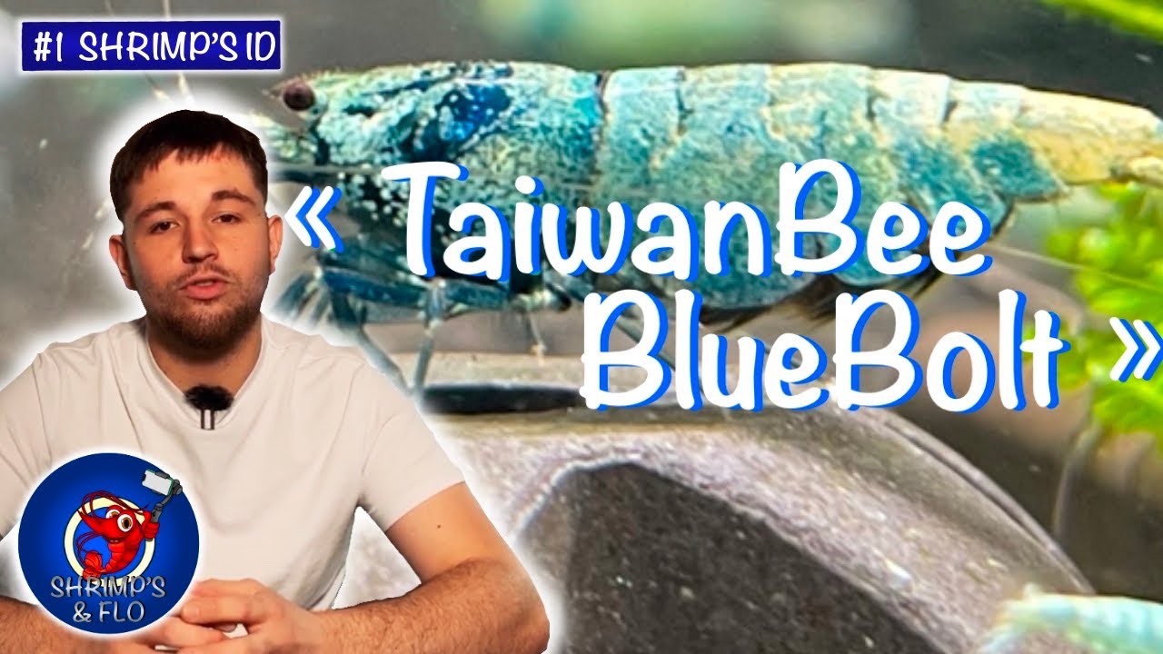 La TaiwanBee BlueBolt : Origines et Particularité [Shrimp's ID]