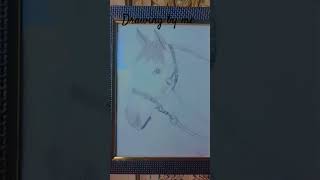Art #drawing #made by me #horse #framerated