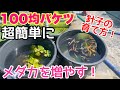 100均バケツで超簡単にメダカの針子を育てる方法!初心者必見!メダカ睡蓮ビオトープ