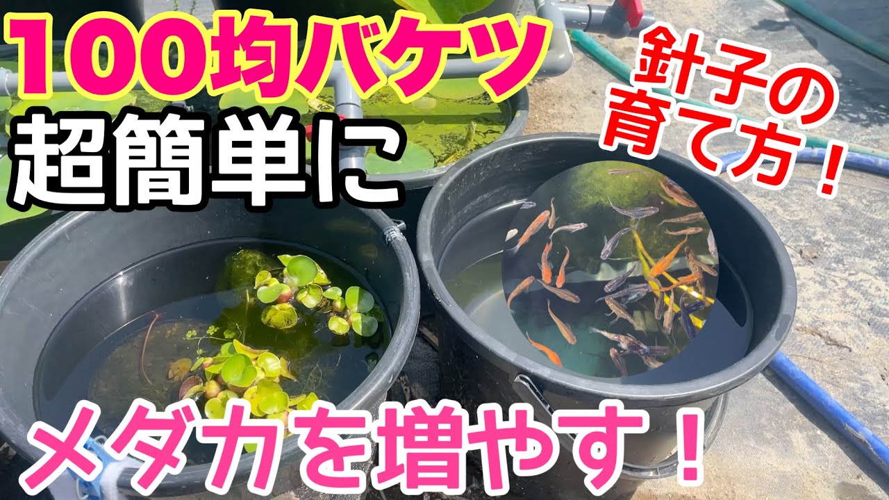 100均バケツで超簡単にメダカの針子を育てる方法！初心者必見！メダカ睡蓮ビオトープ