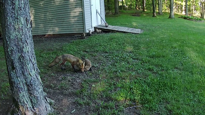 New Family of Fox