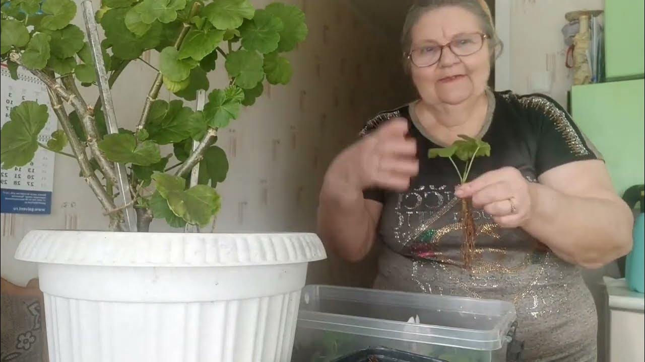Наверное пора пересаживать в горшочки ? - YouTube
