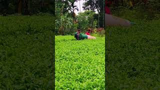 chai bagan || tea plucking machine | tea leaves harvesting #farming #cuttingmachine #agriculture