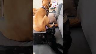 It would be fun to have both a cat a dog at the same time #funny #funnyvideo #funnypets #youtube