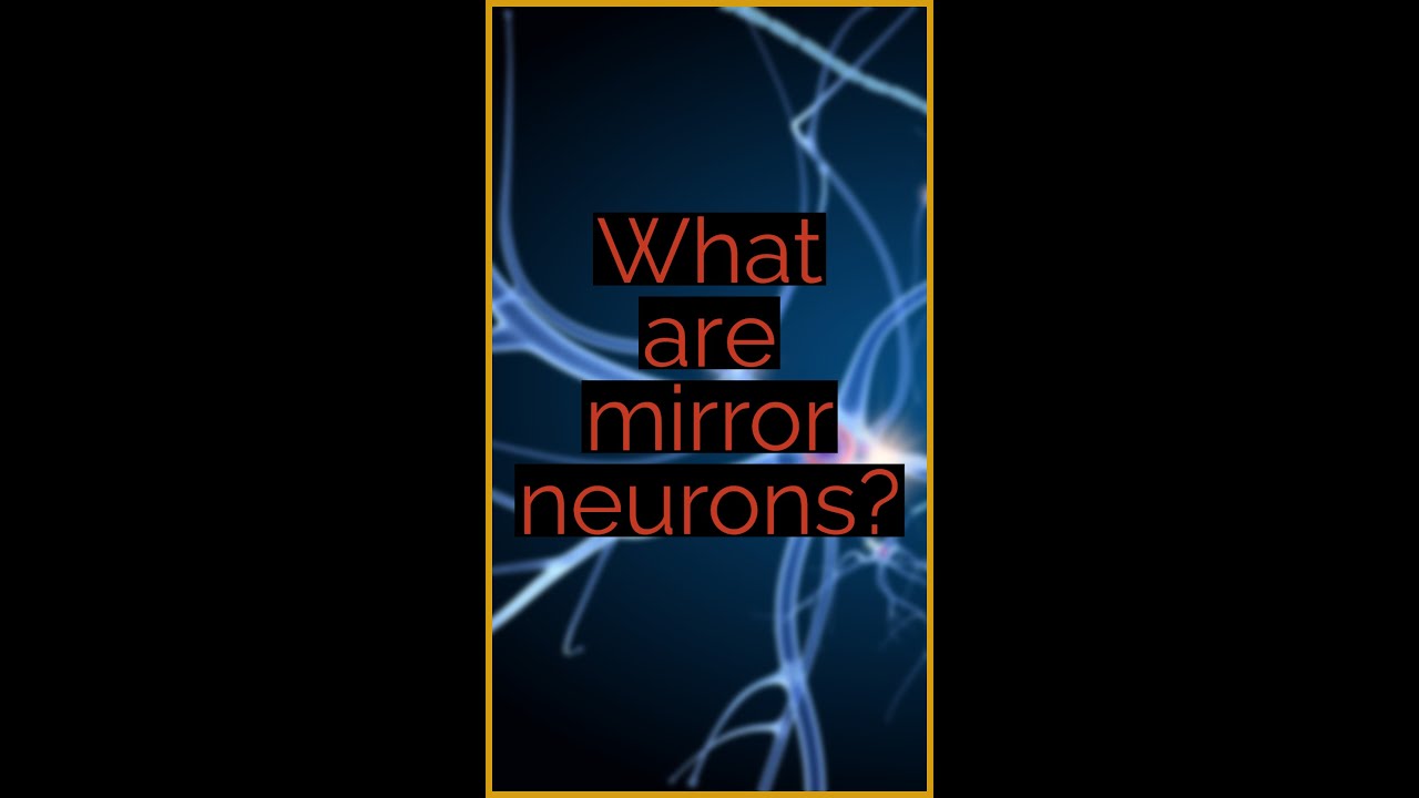 ❓ What are mirror neurons?❓