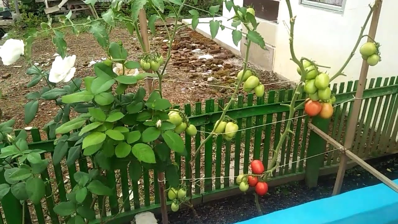  Tanaman  hias sayur  buah di  pekarangan Rumah  YouTube