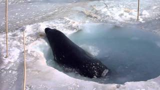 Weddell Seal Reaming Breathing Hole.MOV