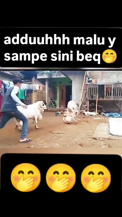Malunya Domba Adu