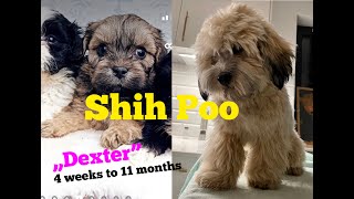 Shih Poo puppy 'Dexter'. From 4 weeks to 11 months.