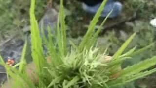 CUTTING SOME  GRASS