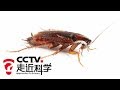 《走近科学》家有蟑螂 20101117 | CCTV走近科学官方频道