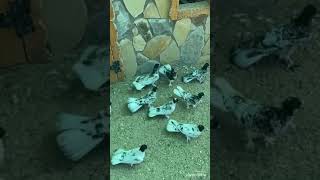 Goyercinler 994 55 505 95 94