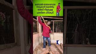 കണ്ടാൽ രാജവെമ്പാല നാട്ടുകാർ വളഞ്ഞു 10 അടി നീളമുള്ള പാമ്പിനെ പിടികൂടി #snakemaster #vavasuresh