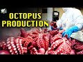 ऑक्टोपस उत्पादन - Interesting process Octopus Production Seafood Production - World Documentary HD