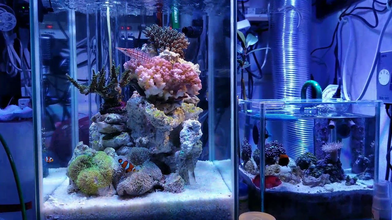 海水魚オーバーフロー水槽でハタゴイソギンチャクとカクレクマノミなど