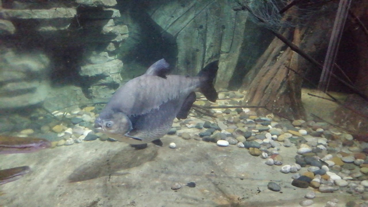 106 Piaractus brachypomus