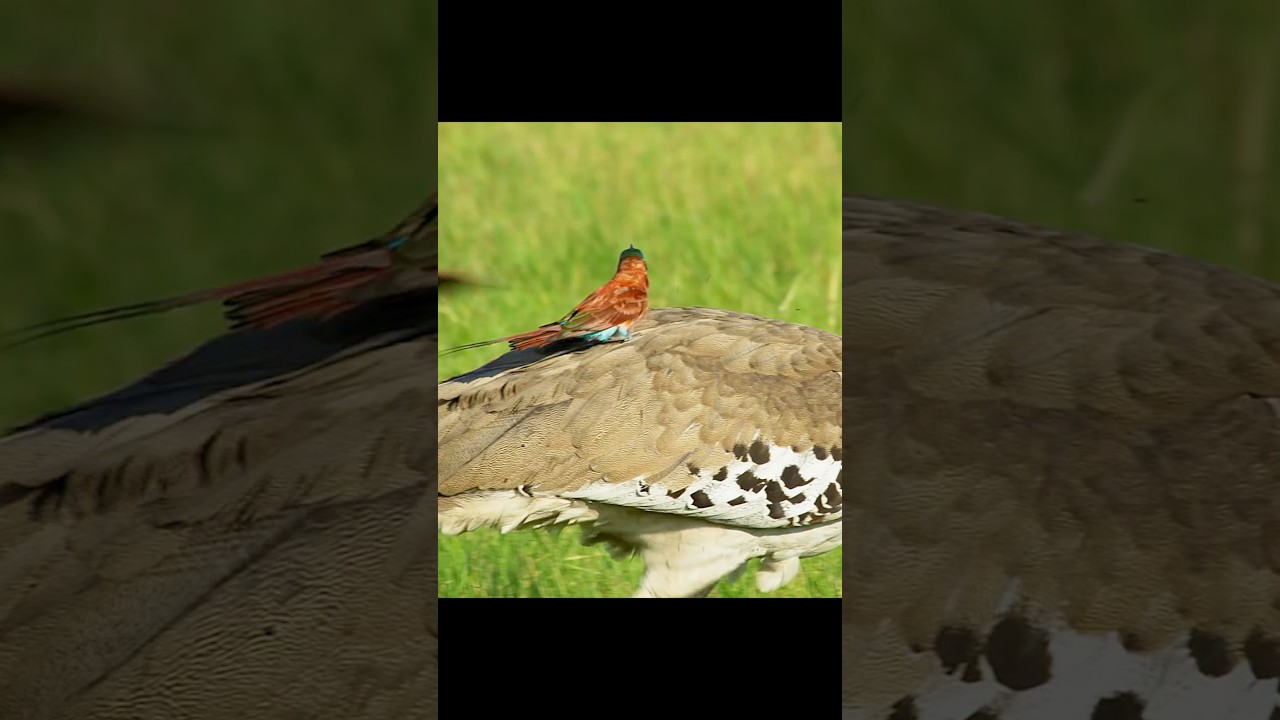 Бесплатная поездка на гигантском экспрессе! 