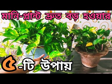 ভিডিও: আমার কি আমার মানি ট্রি পুনরায় লাগাতে হবে?