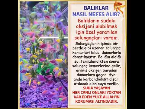 Video: Balıkların solungaç kemerleri. Solungaç kemerlerinin işlevleri