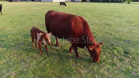 Rice Farms Premium Angus Beef