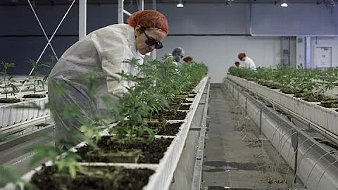 Aurora Cannabis CEO Terry Booth to step down: RTRS