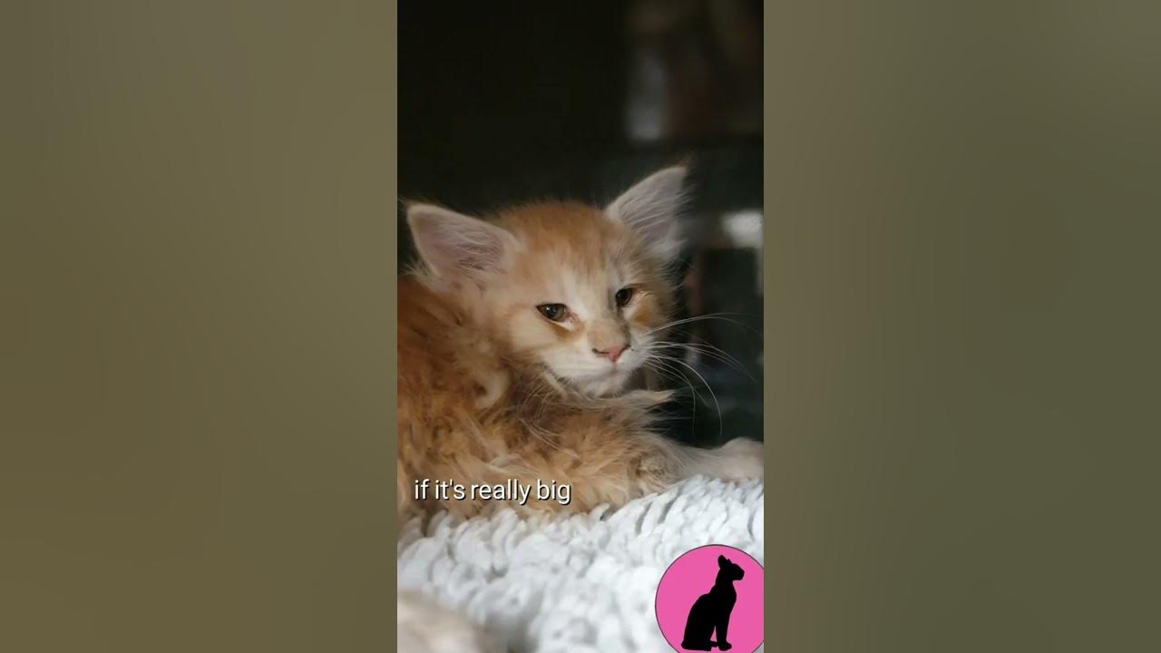 Umbilical Hernia In Kitten Youtube