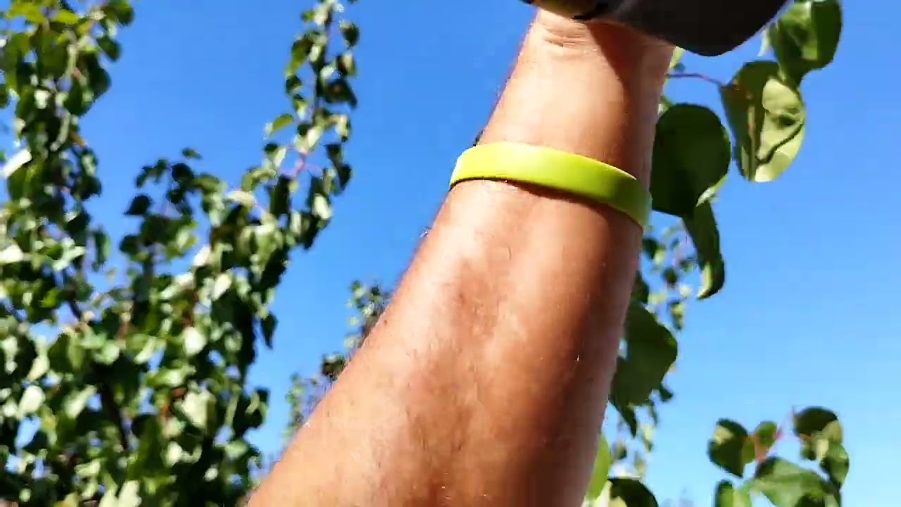 PODA ALBARICOQUE, DAMASCO O CHABACANO