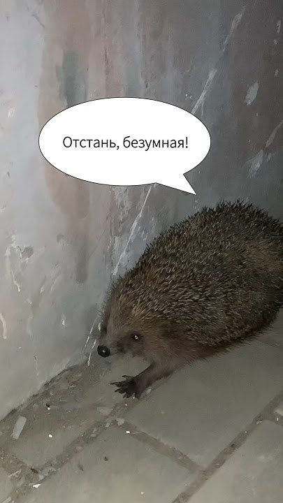 Когда бабушка пытается накормить внука😂 - YouTube
