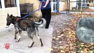 *Adopted* Meet Ezekiel! (Izzy)