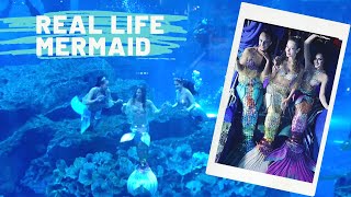 REAL LIFE MERMAID- THE DUBAI AQUARIUM