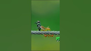 Ant Colony Optimization (ACO): Top Efficiency Hack For Better Organization | Ingenius Nature