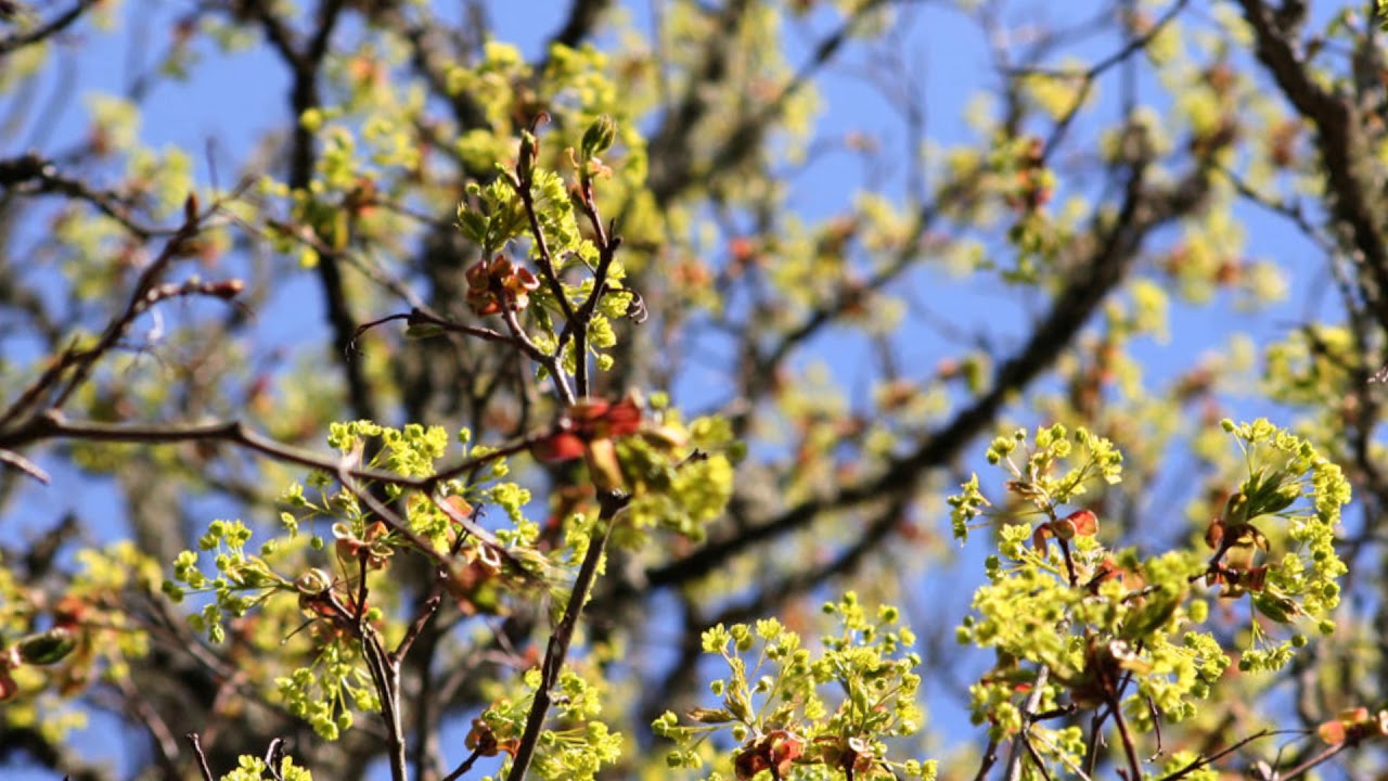 Kevadkuul- Saja aasta kestel