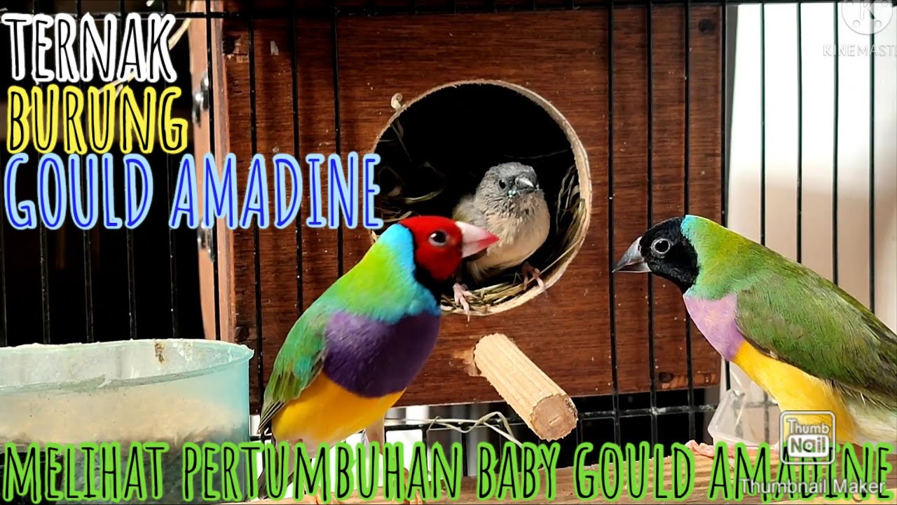 Ternak burung Gould Amadine. Melihat pertumbuhan baby Gould Amadine