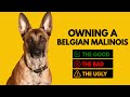 Owning a Belgian Malinois: The Good, The Bad, The Ugly