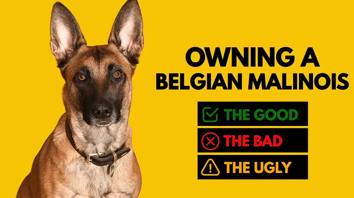 Owning a Belgian Malinois: The Good, The Bad, The Ugly