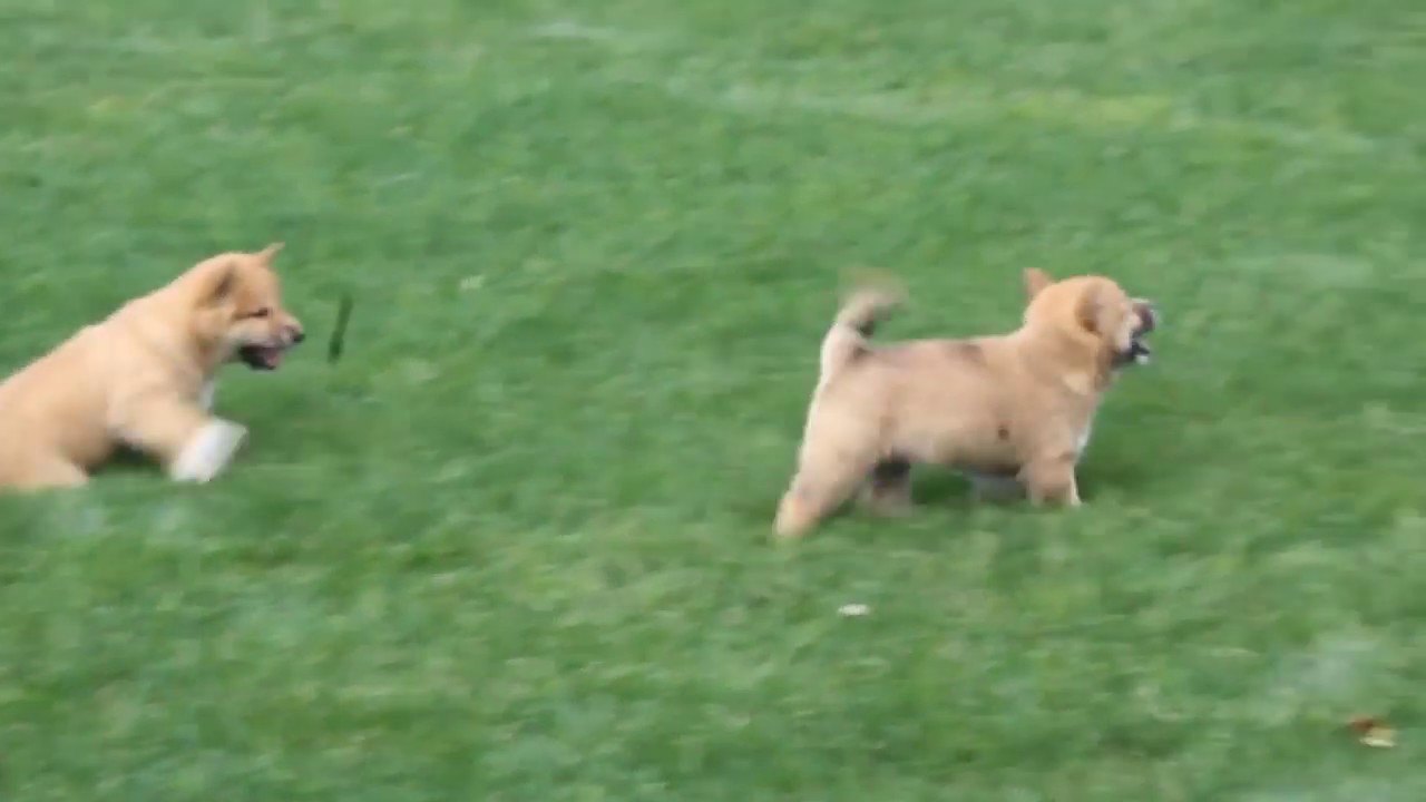 Shiba Inu Puppies For Sale Youtube