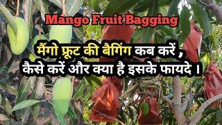 आम पर बैगिंग कब करें , कैसे करें पूरी जानकारी । Mango Fruit Bagging technique .
