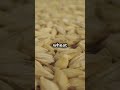 Millet-Wheat-Based Agricultural System Formation in the North China #sciencefather #soil #farming