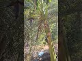 انبه و موز محلی هرمزگان روستا  کوه میوه   افغانستان   