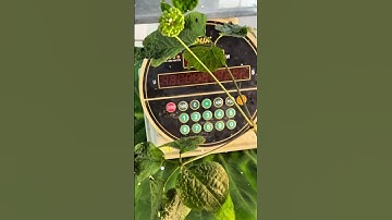 🍀🥂Củ Sâm rừng: nặng 125 gam. Cực kì già, Thân lá ngắn xíu có hoa sâm xinh tươi