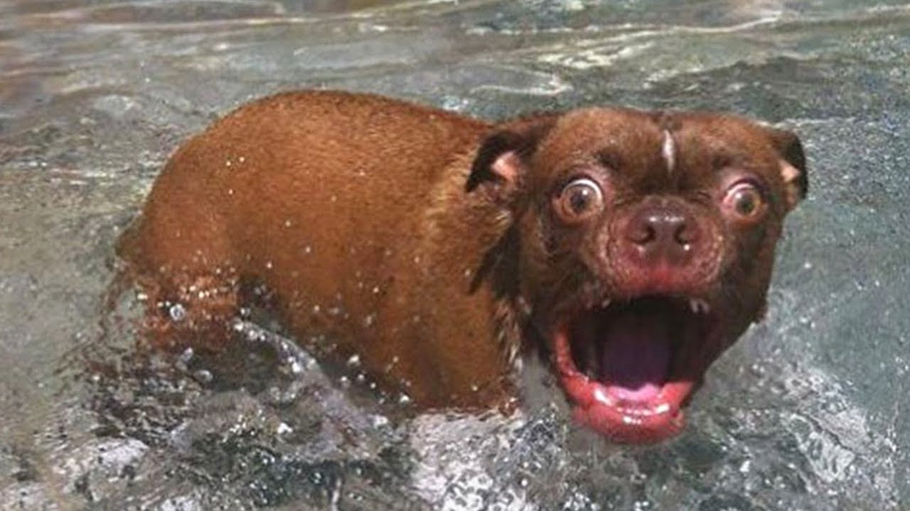 funny dogs in water